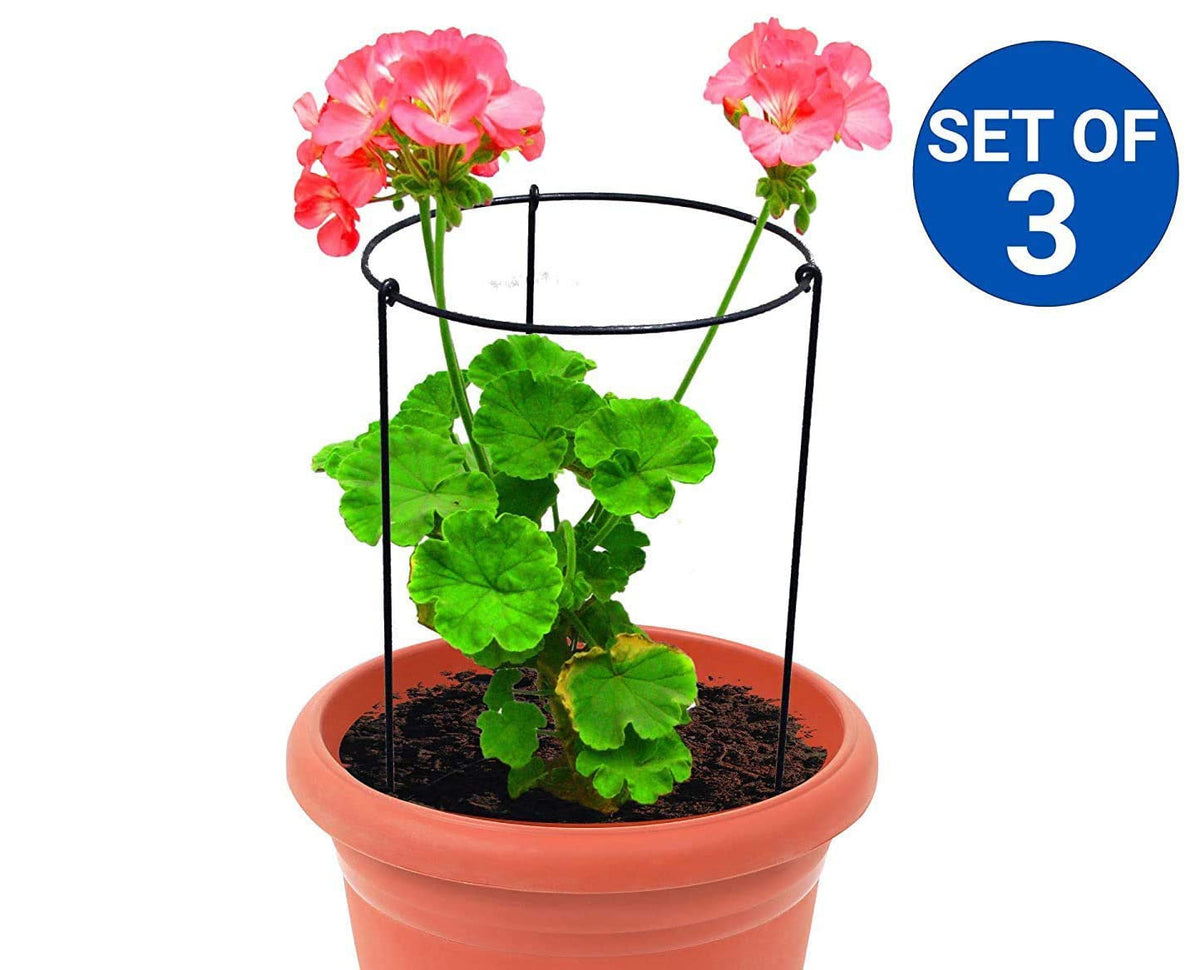 Green Touch Pack of 3 Heavy Gauge Plant Support,plant straightener,plant support sticks,Plant Climb,creeper plant support,money plant support stand,plant climbing support,support sticks for plants (Plant Support B)
