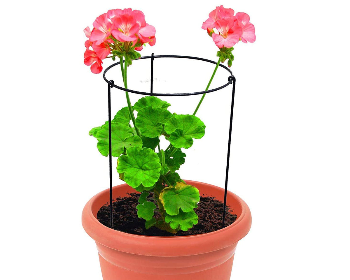 Green Touch  Heavy Gauge Plant Support,Plant Straightener,Plant Support Sticks,Plant Climb,Creeper Plant Support,Money Plant Support Stand,Plant Climbing Support,Support Sticks for Plants (Plant Suppport D)